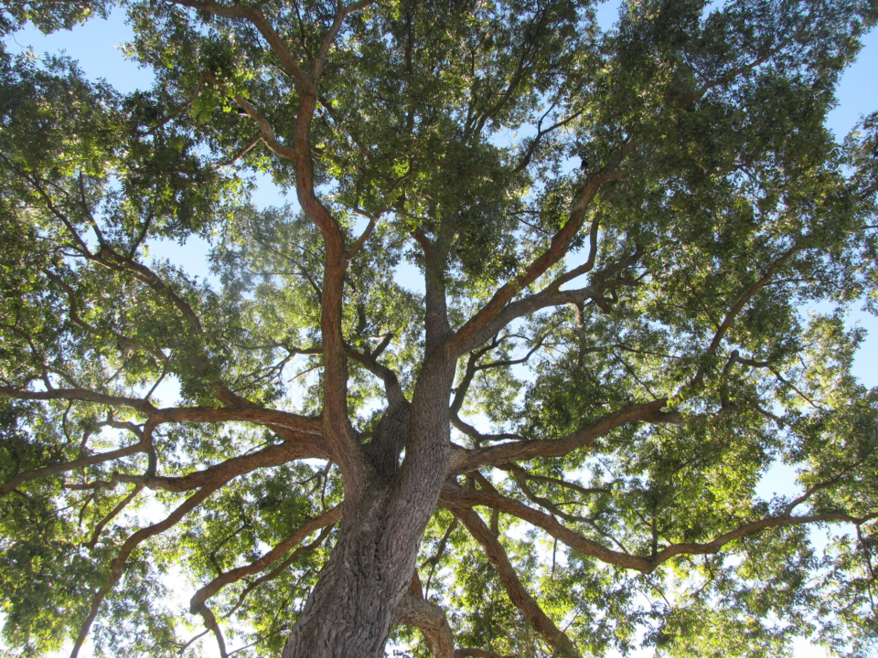 Pecan Tree - The Pecan Pantry